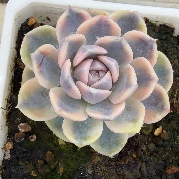 汉堡锦多肉植物38包邮