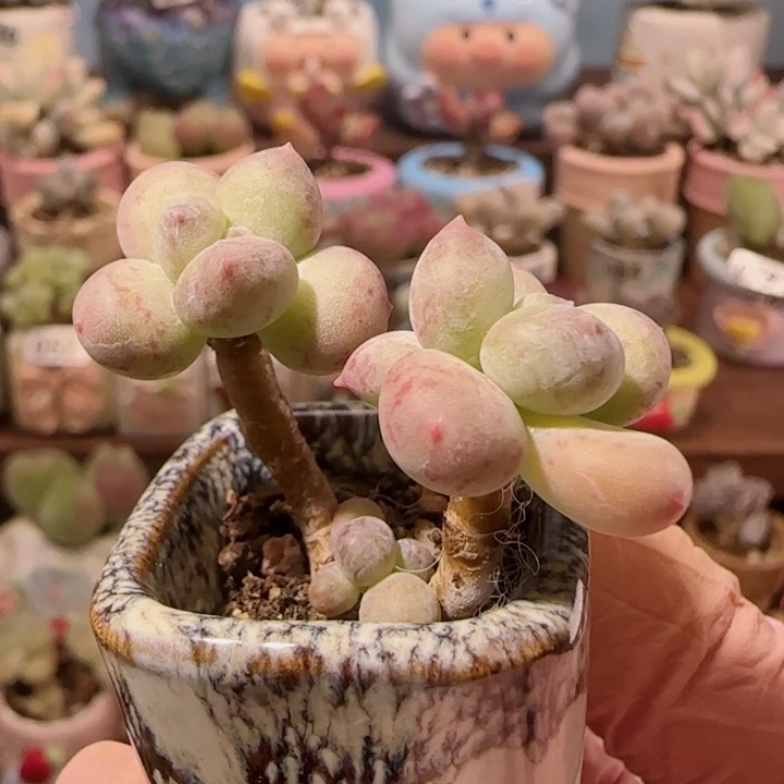 福利仙女彩虹奶 盆口2.5cm