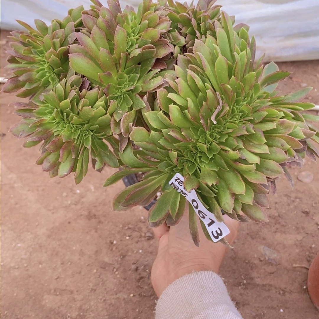 613 号一物一拍多肉植物