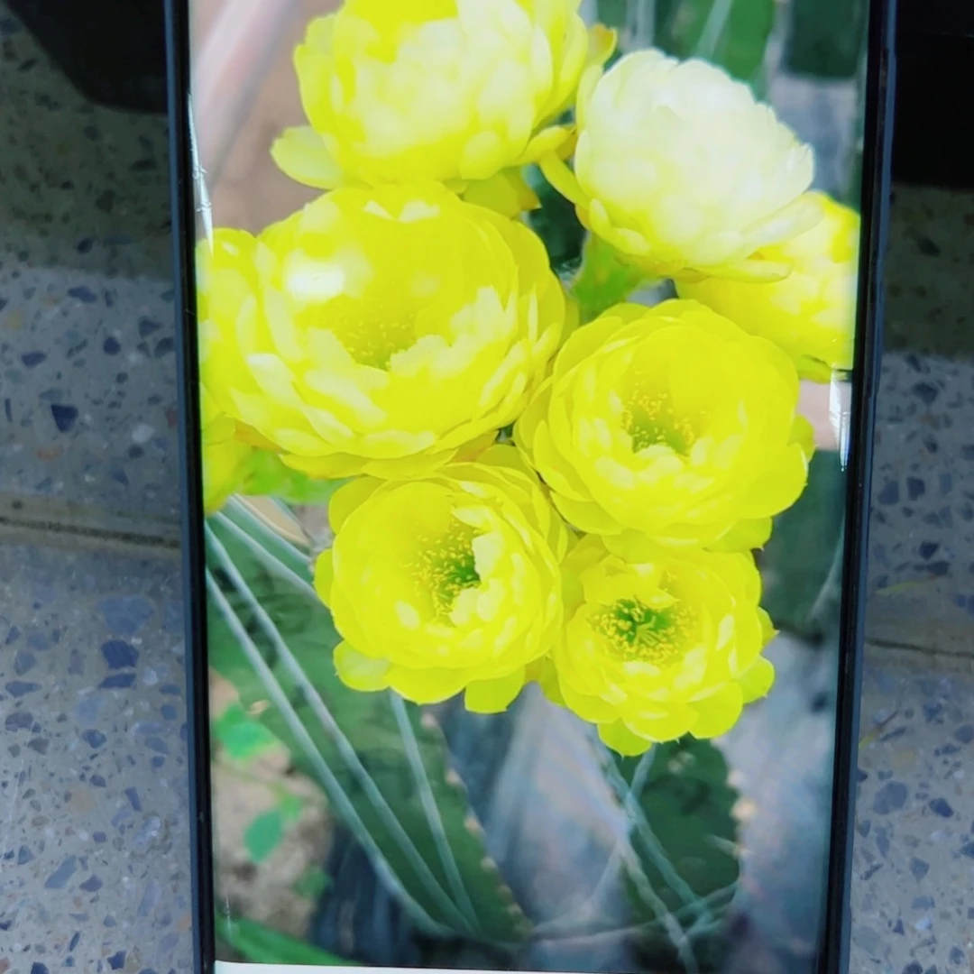 下44丽花黄水晶歪无根侧芽2公分左右20包邮