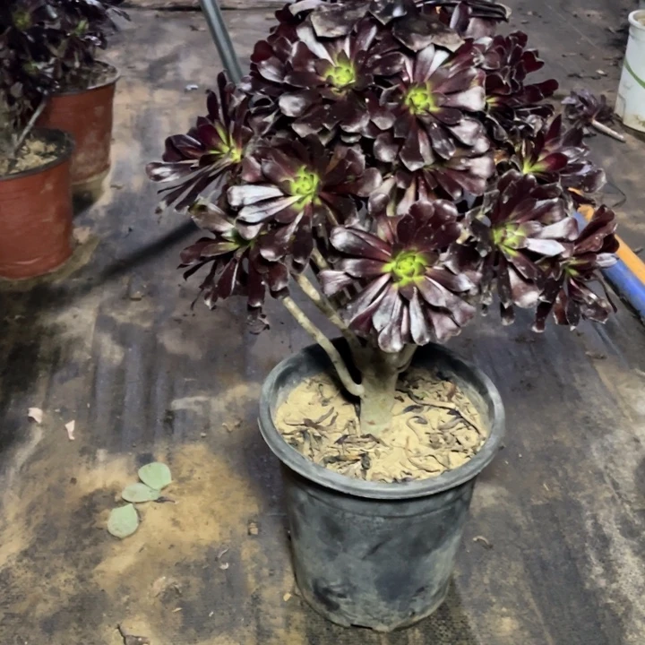 47墨法师多肉植物多肉