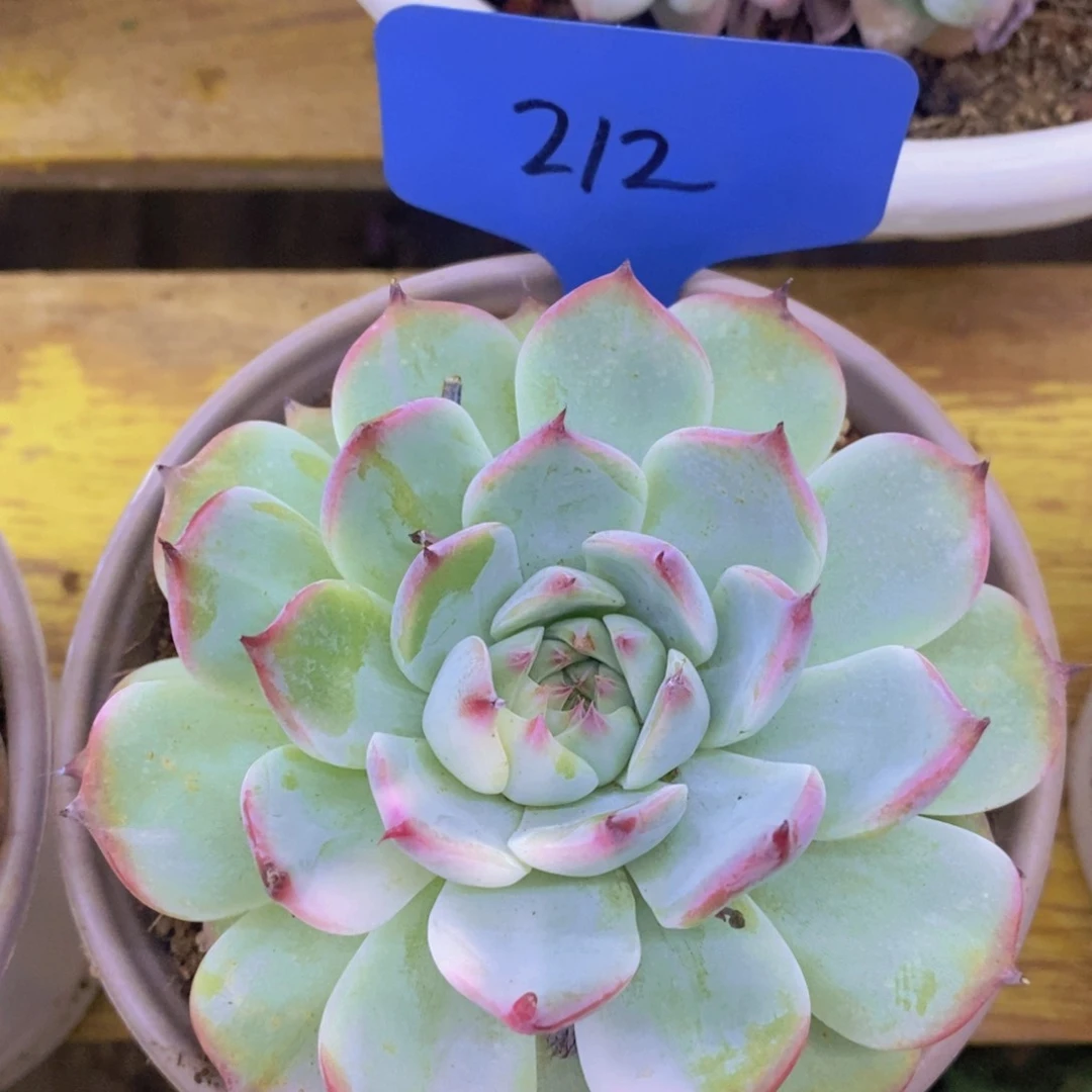 多肉植物，一物一拍，