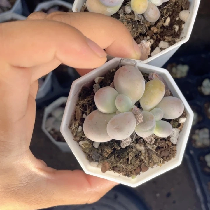 水光奶双头随机发满18包邮