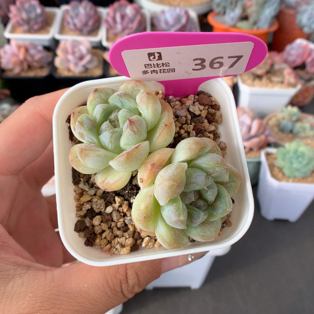 367双头胖虎多肉植物一物一拍