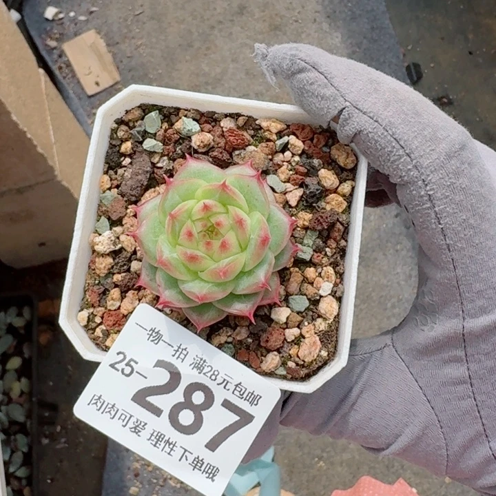 优选珍妮无盆土发货多