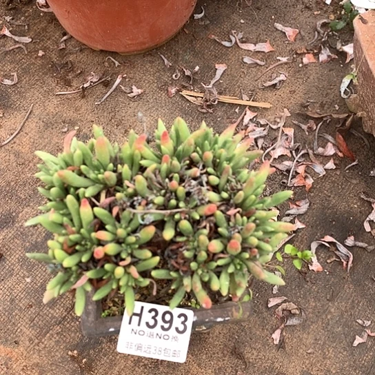 维斯辛达393 全场亏本处理退款拉黑7-8天发货