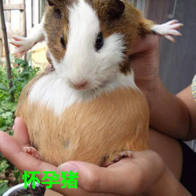 怀孕豚鼠活体宠物发货颜色随机