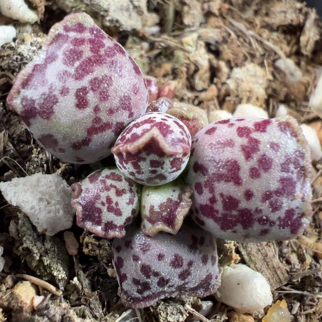 达摩海豹多肉植物水泡