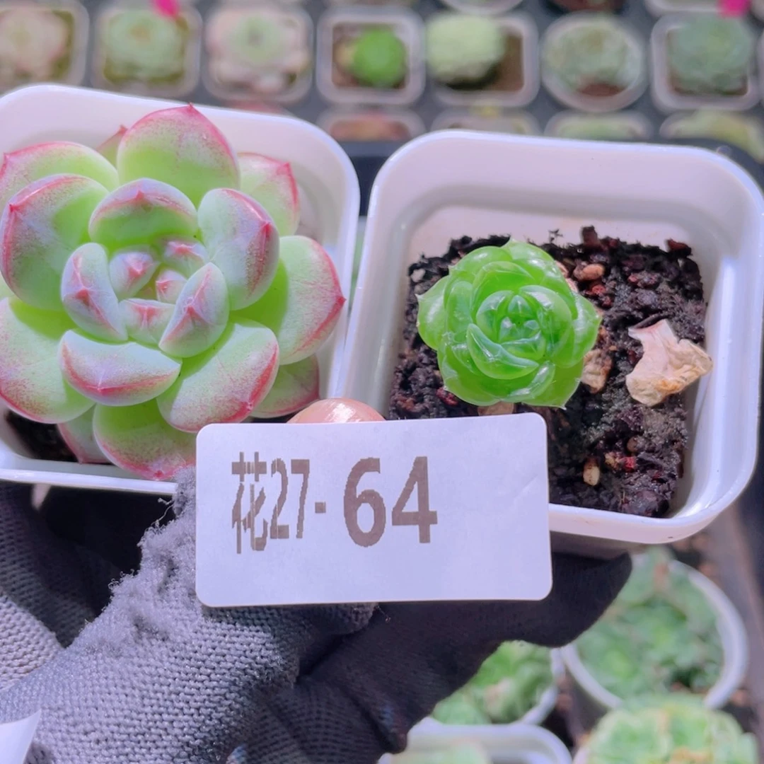 花利美27-64新品珍妮2颗