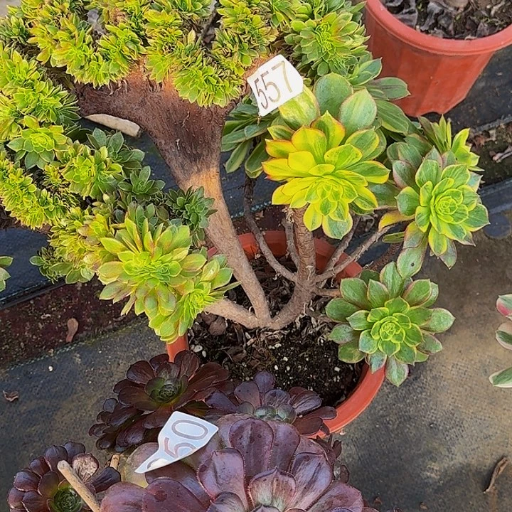 000000000000000557万黄缀