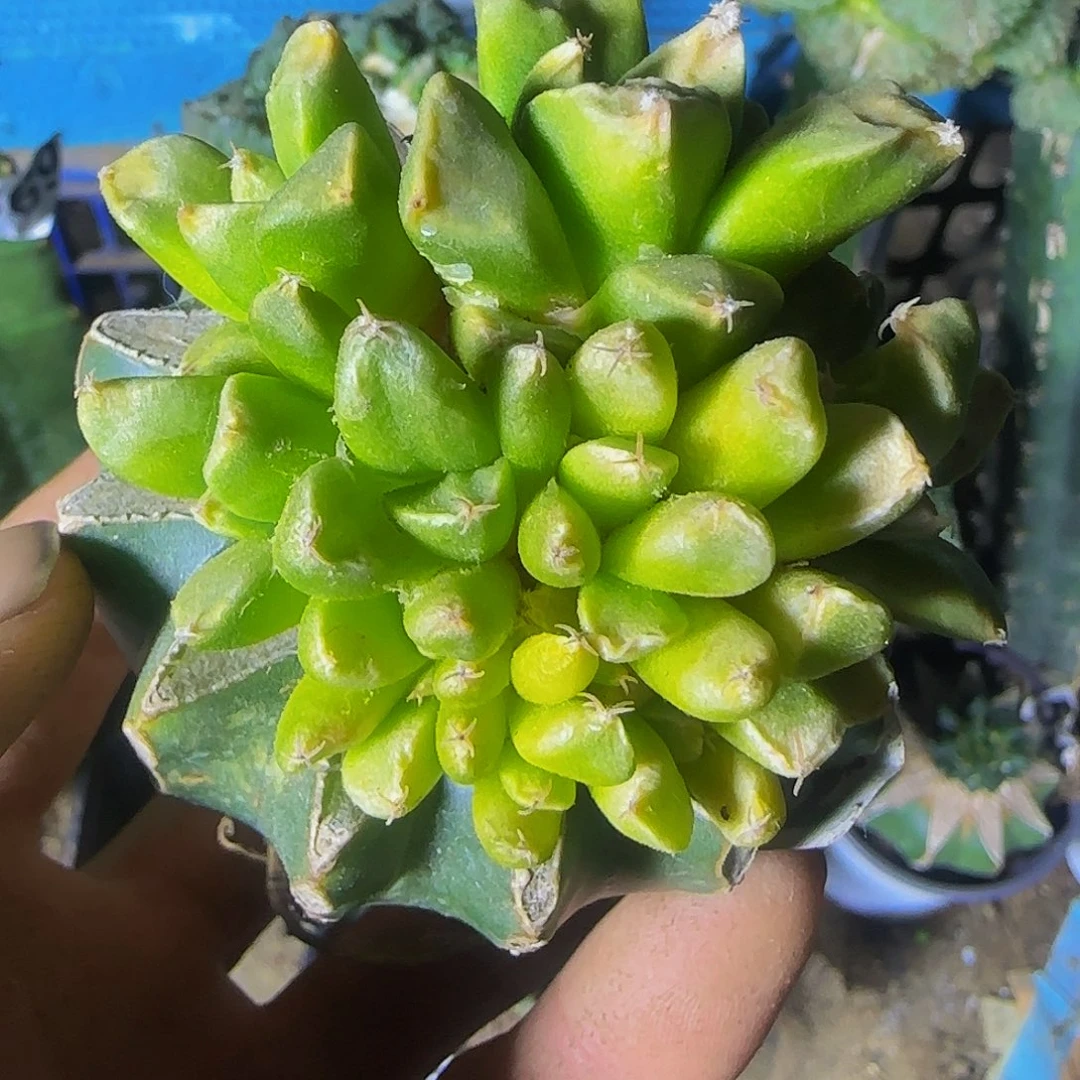 牡丹锦群头524仙人球开花