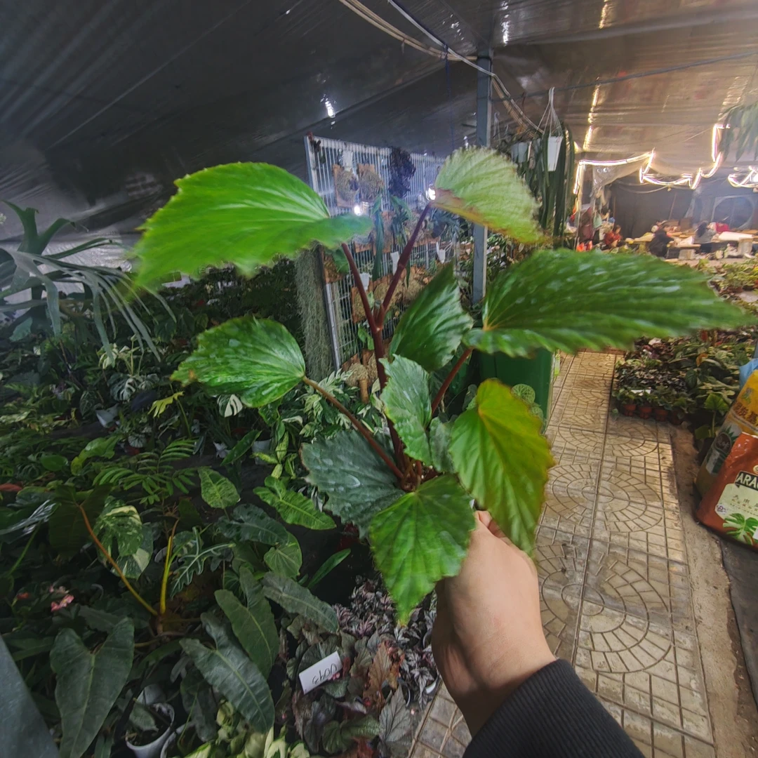 贝壳秋海棠绿植盆栽室内观叶植物趣味桌面办公室装饰植物