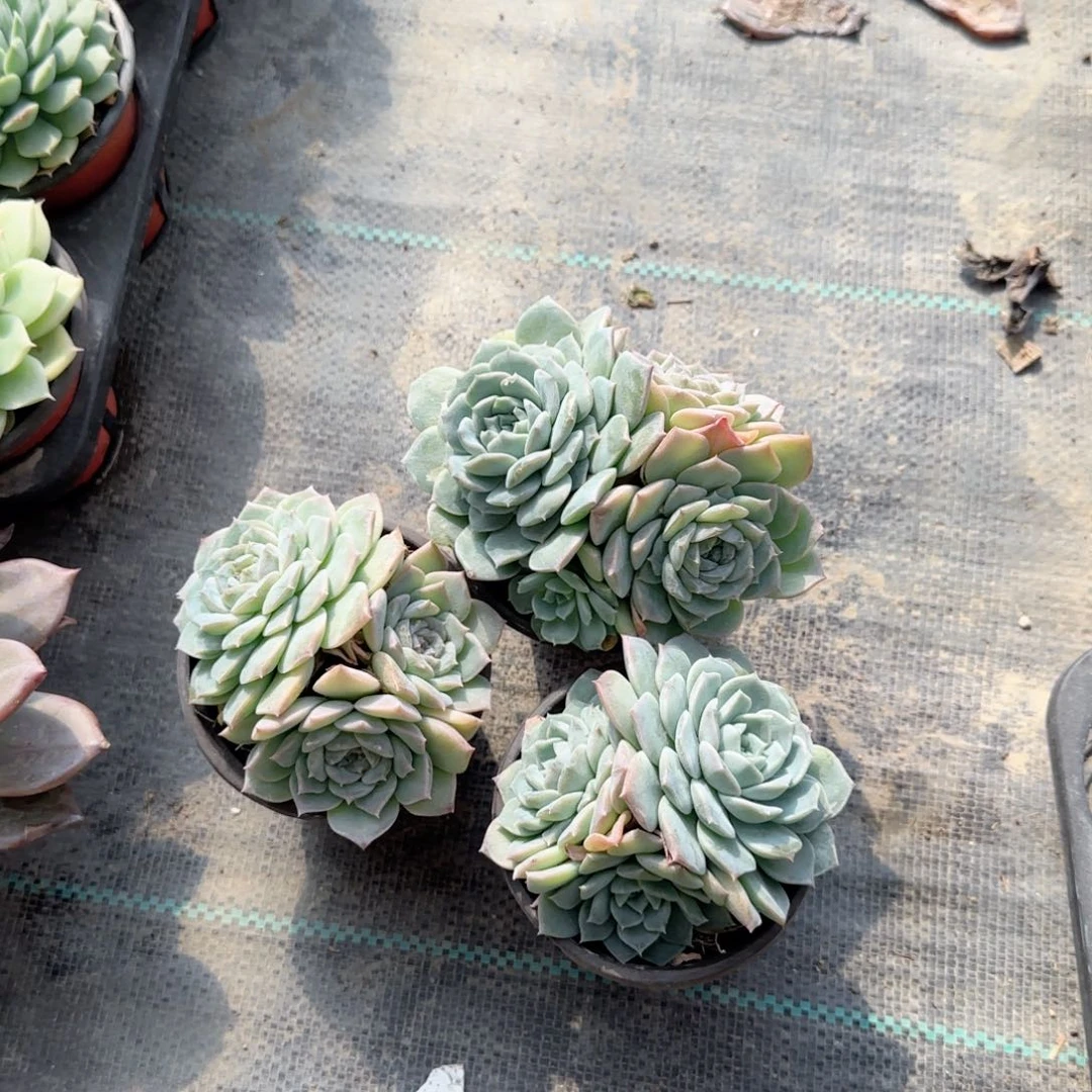 无花朵90恩宠群生