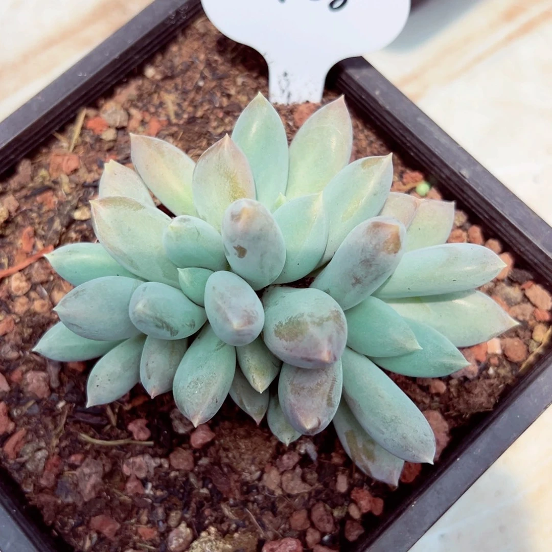 ゛****.0511-38胖体哥特