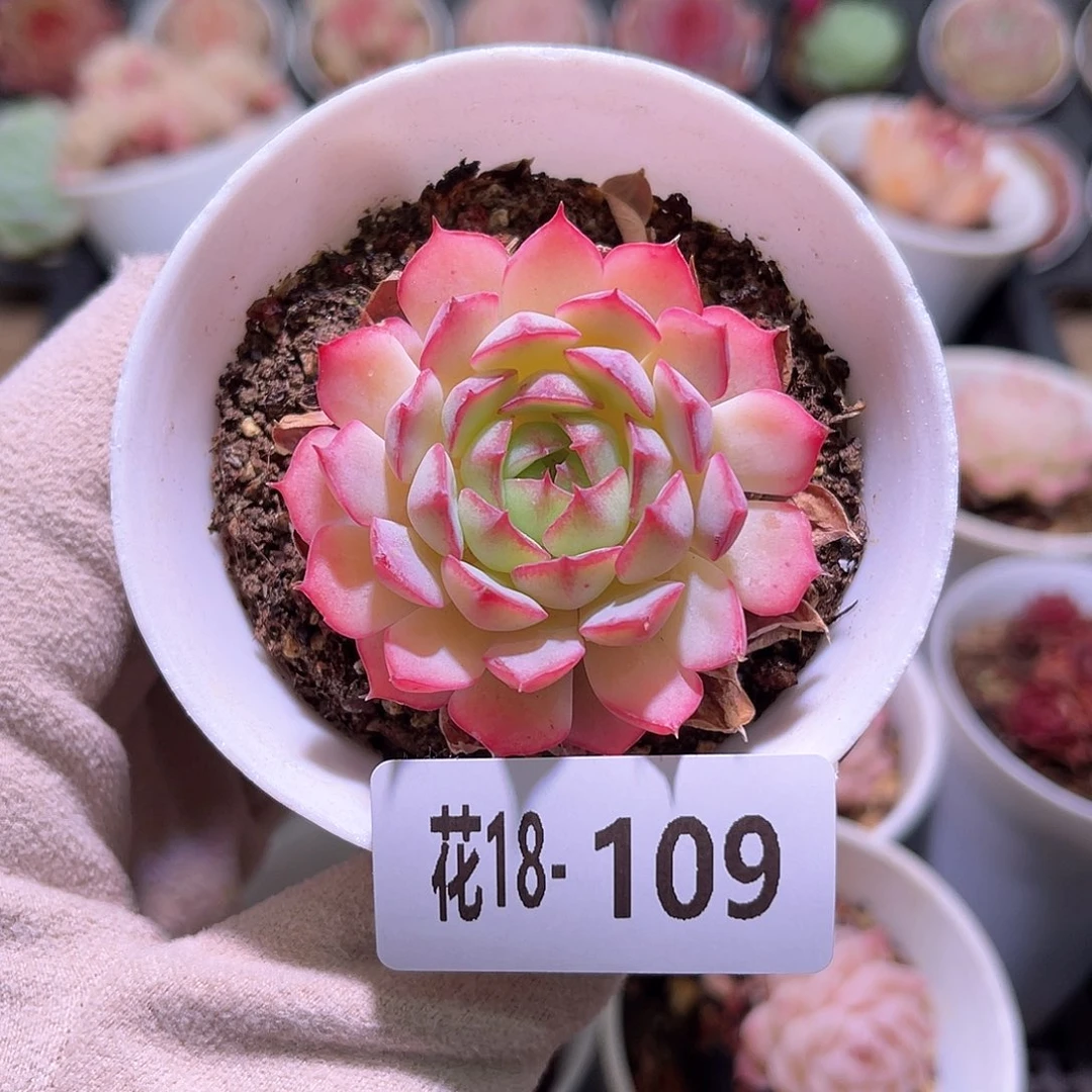 花利美18-109桃花雨
