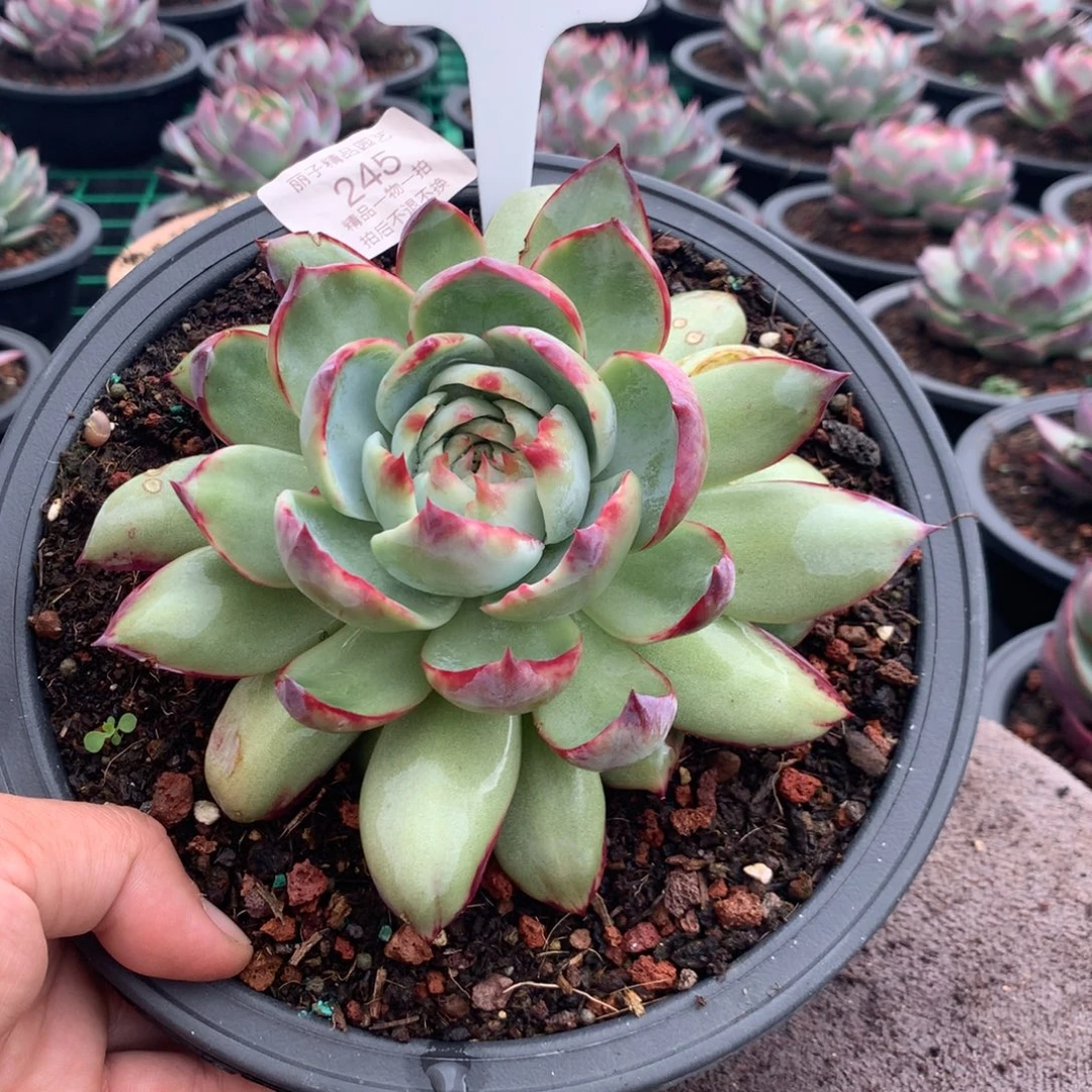 余***…245福利惊鸿。多肉植物。瑕疵不退不换