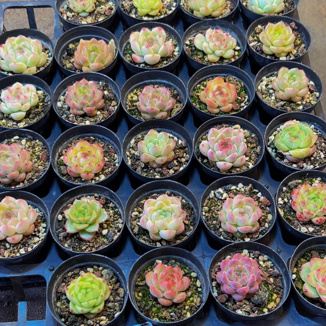 602的最后一天了啊我的