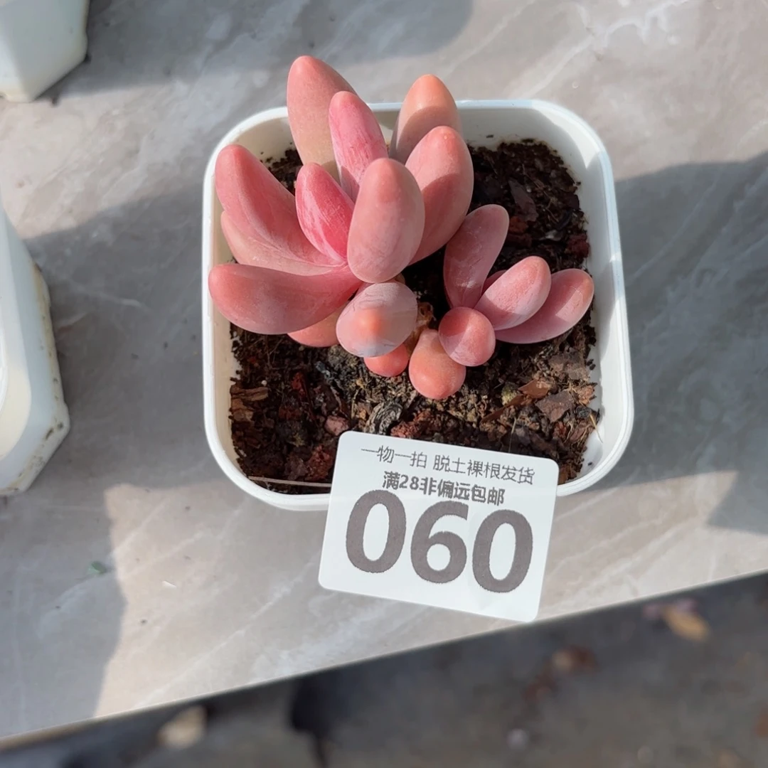 红手指无盆土发货