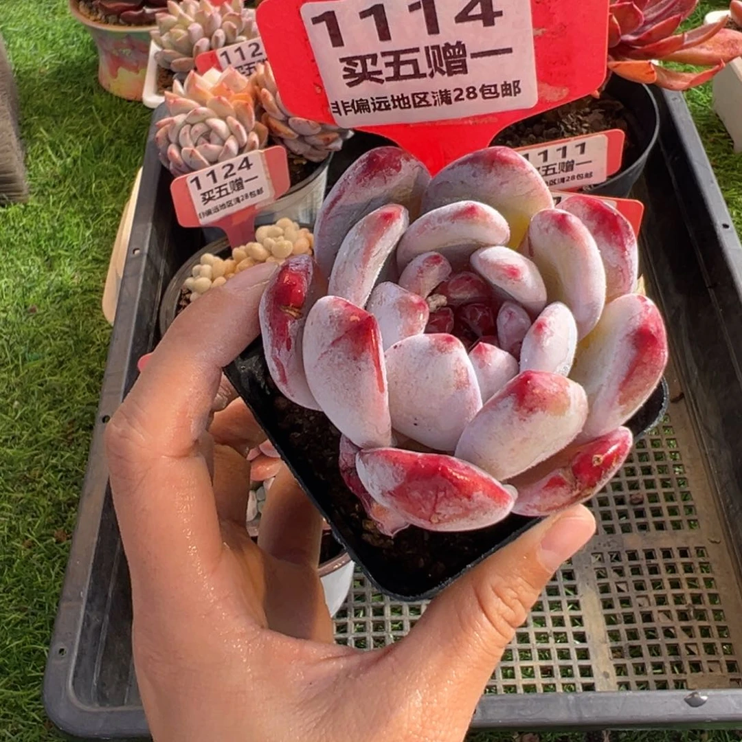 表妹精品多肉1114.