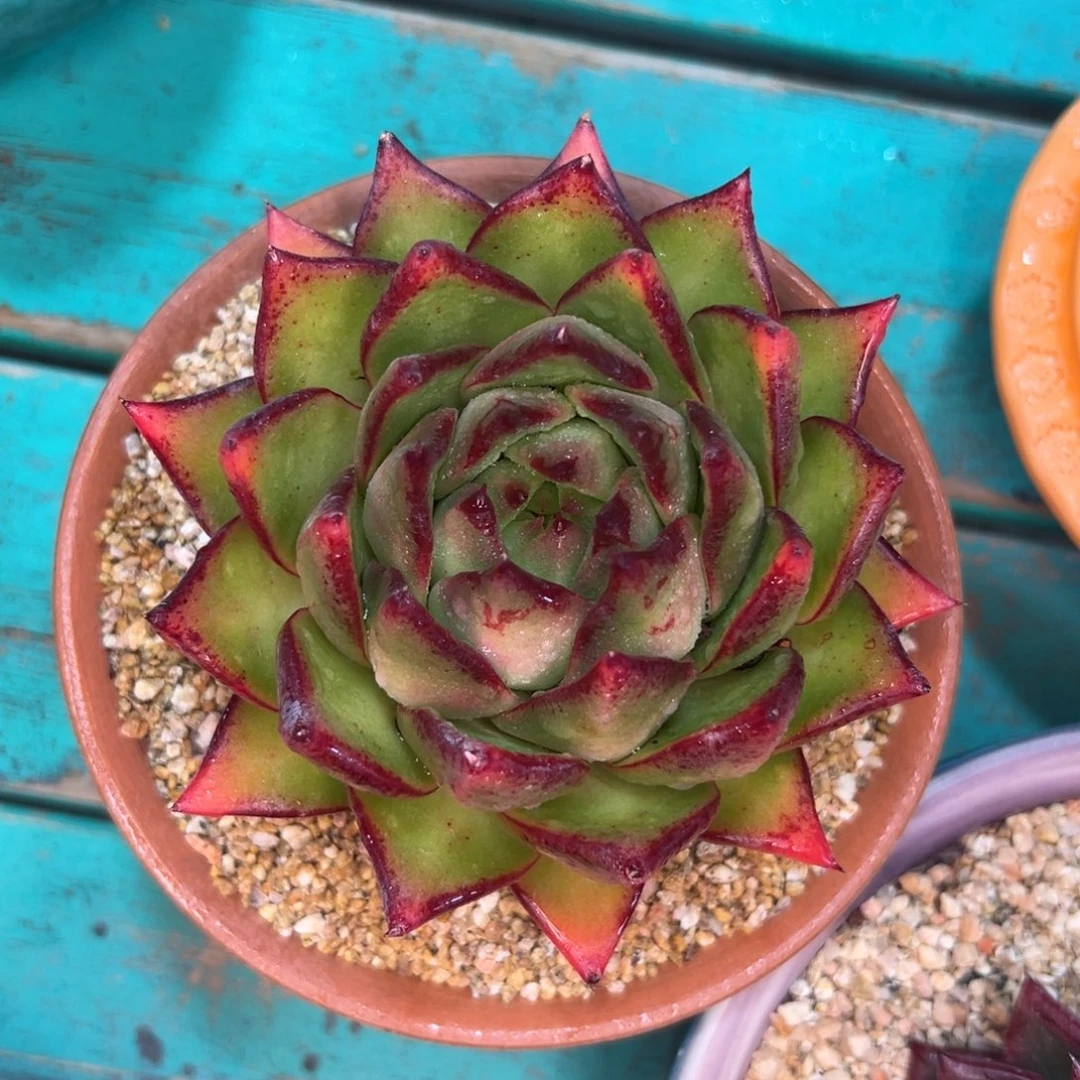 多肉一物一拍0215-天灯凤