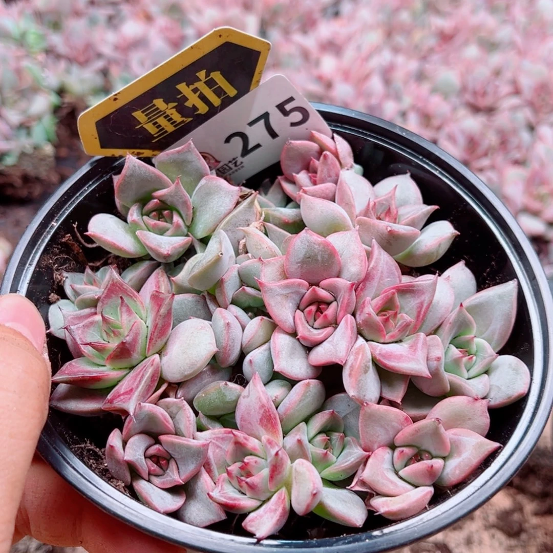 多肉植物多肉植物