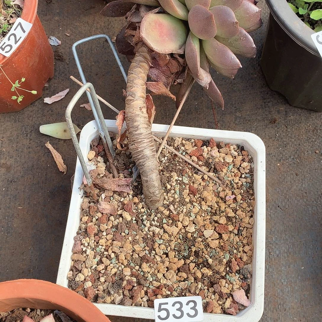 533水晶一物一拍多肉