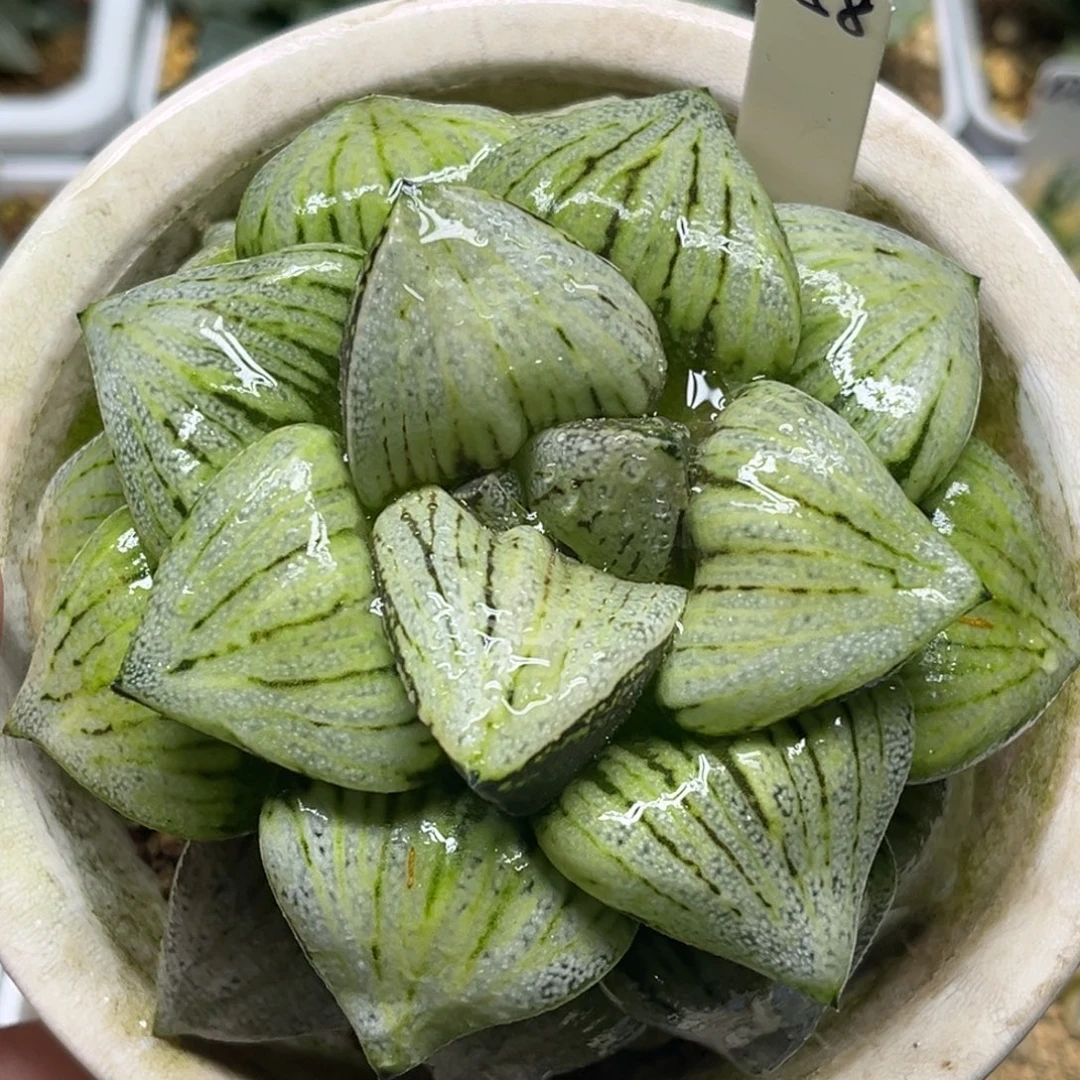 58非组母本实生白银