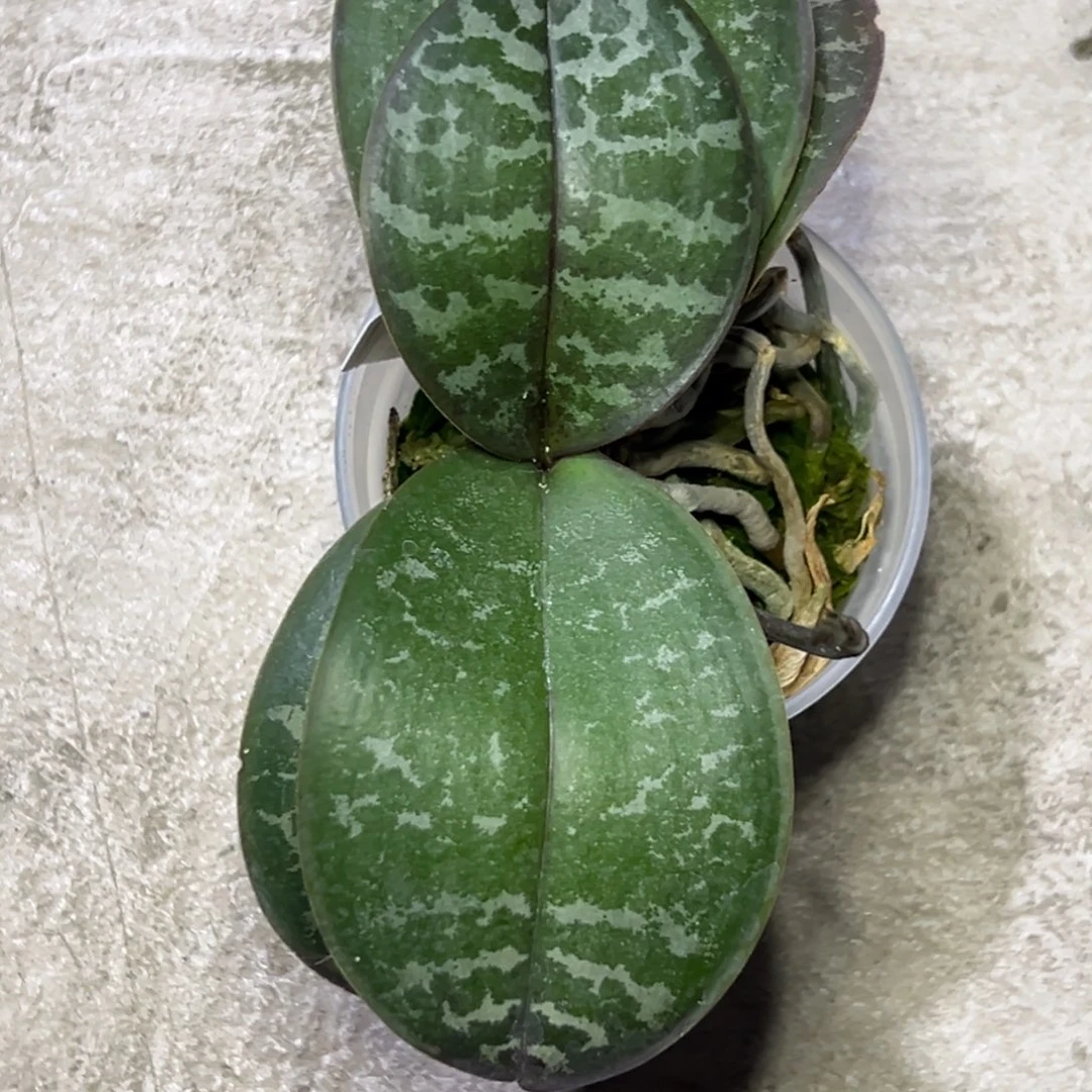 完全开放l261三寸ys1165