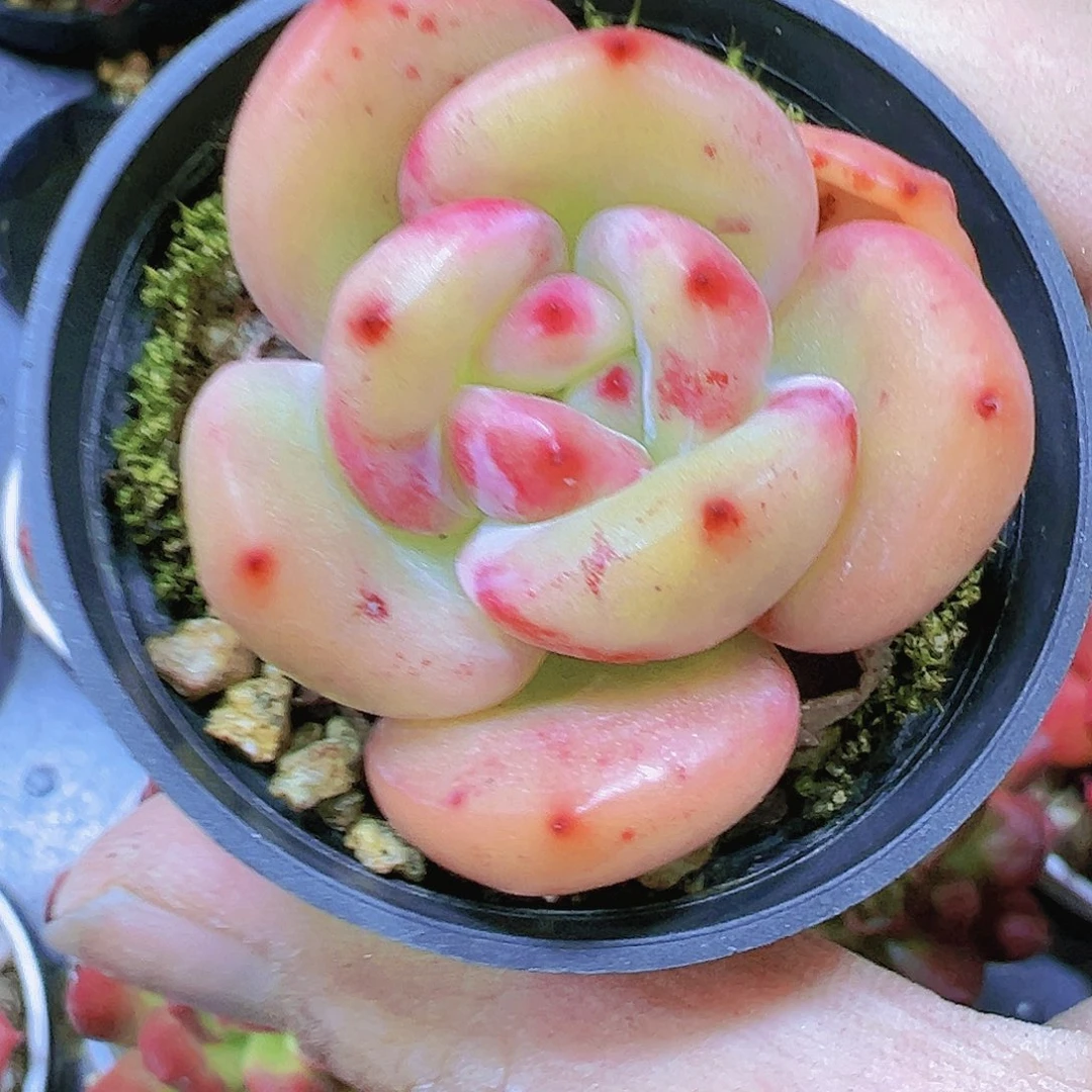 彩虹龙19包邮多肉