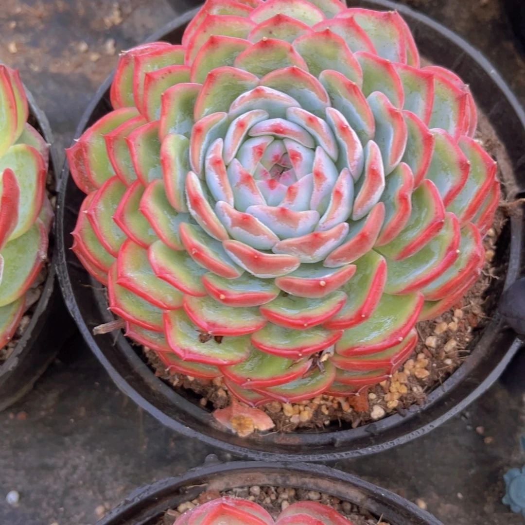 香提卡13公分9998899