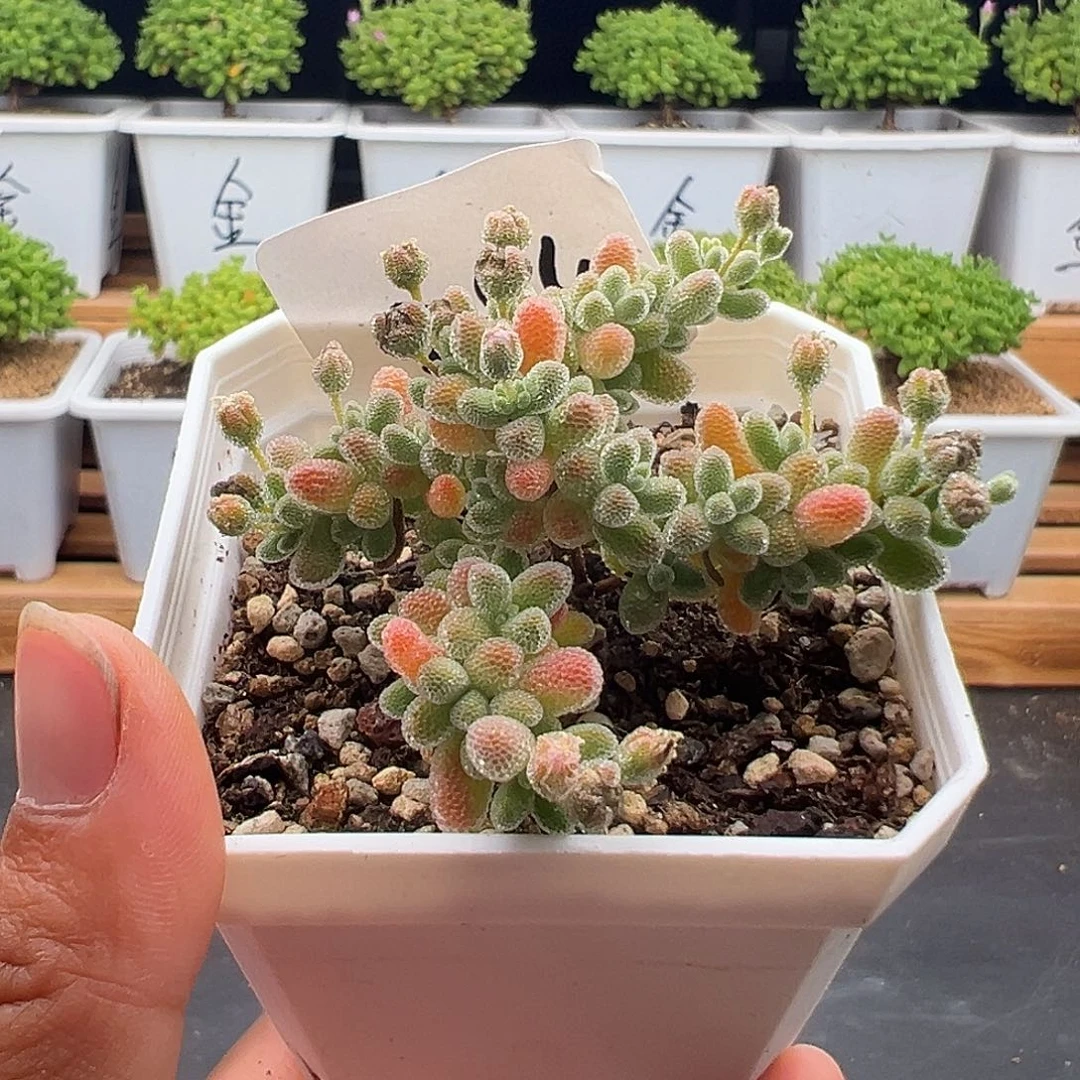 284号粉冰晶5.27多肉