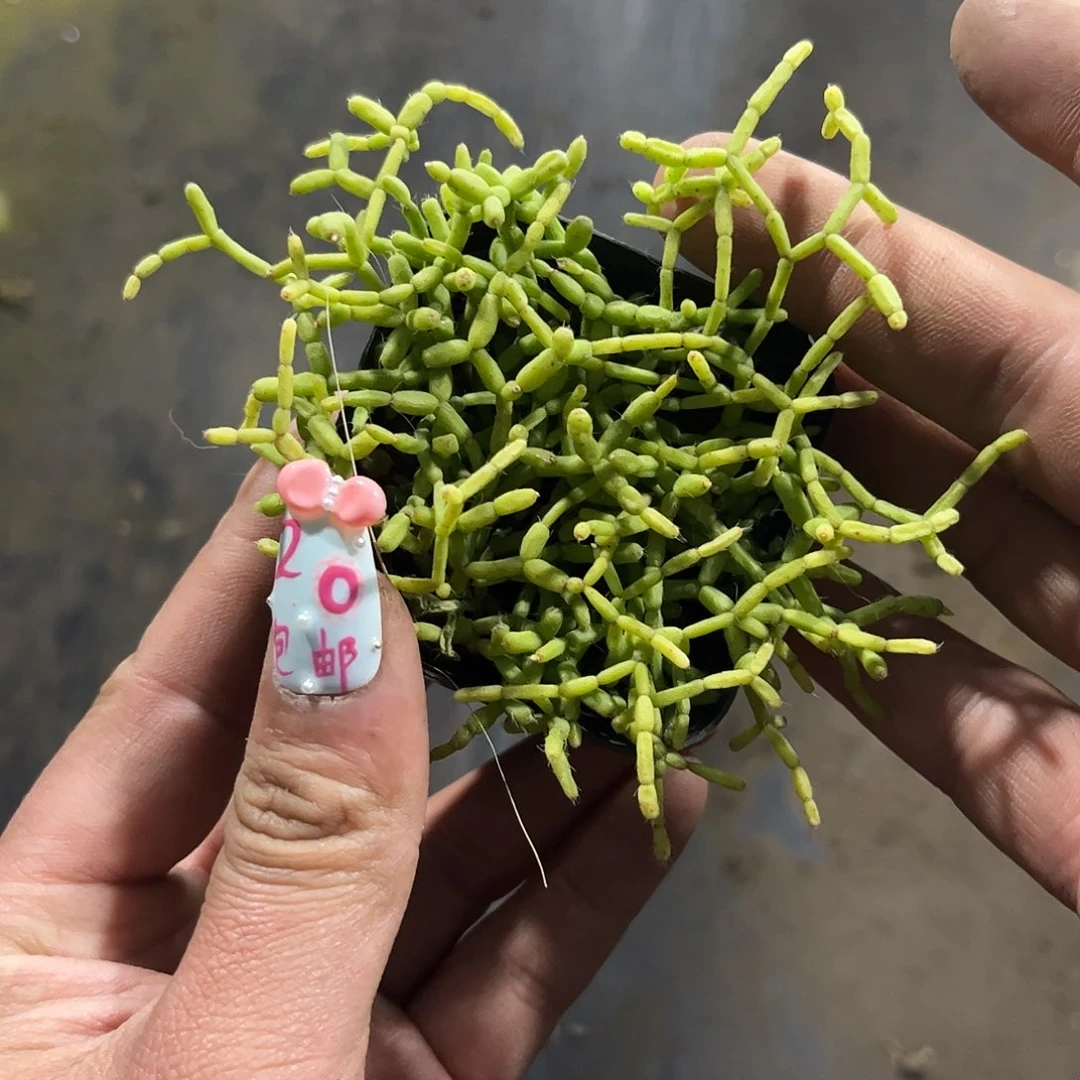 木偶人有根发货有根发货