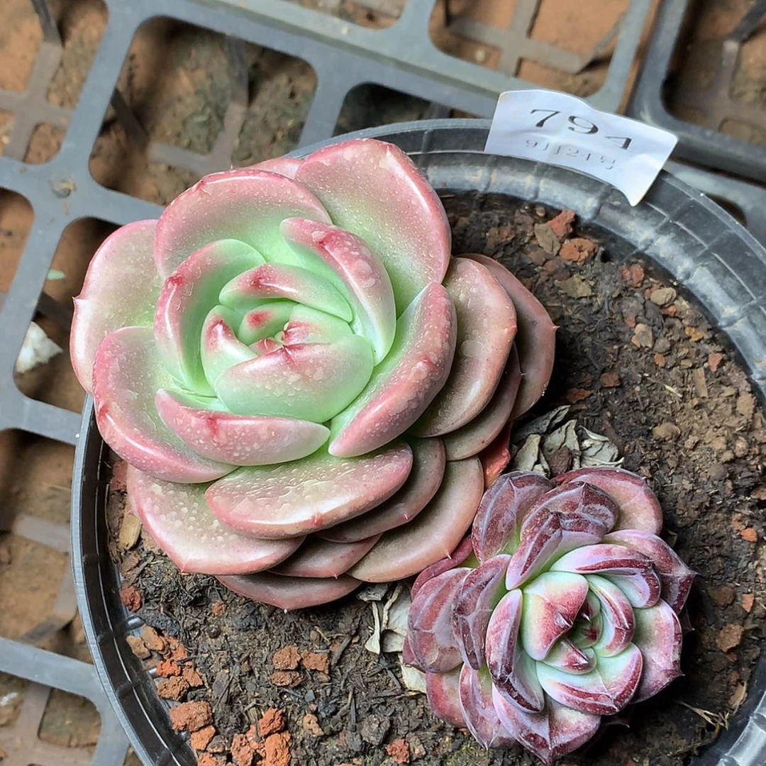 【闪购商品】云794号一个Q橙一个夜魔侠
