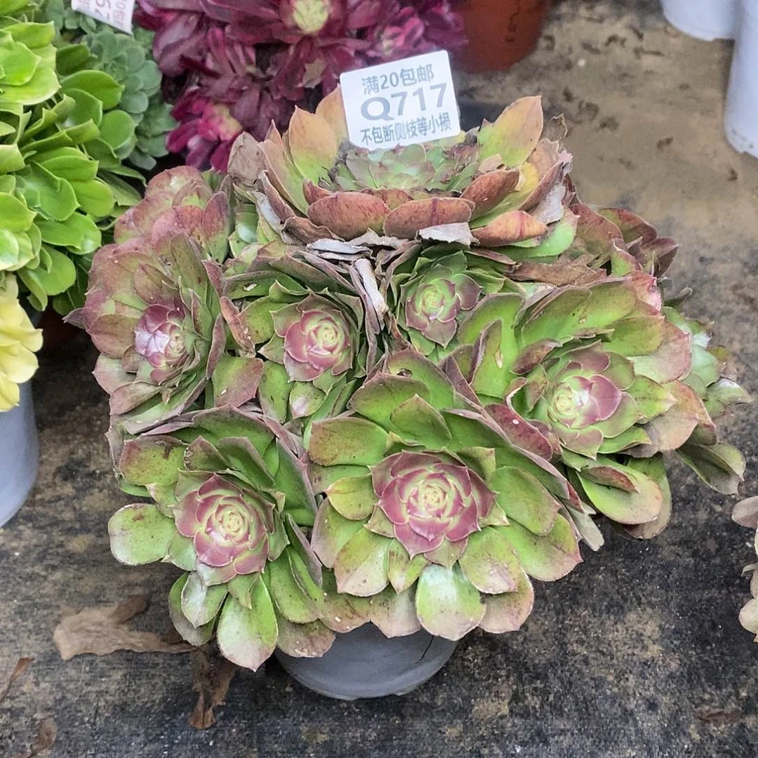 木**悠717万圣节沙拉碗多肉