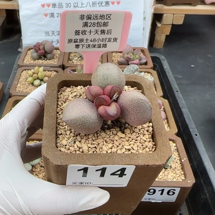 114粉红哈密瓜多肉植物