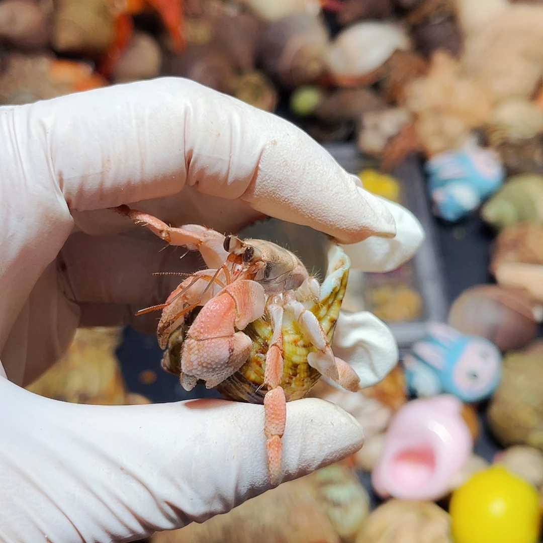 陌派有钳寄居蟹756