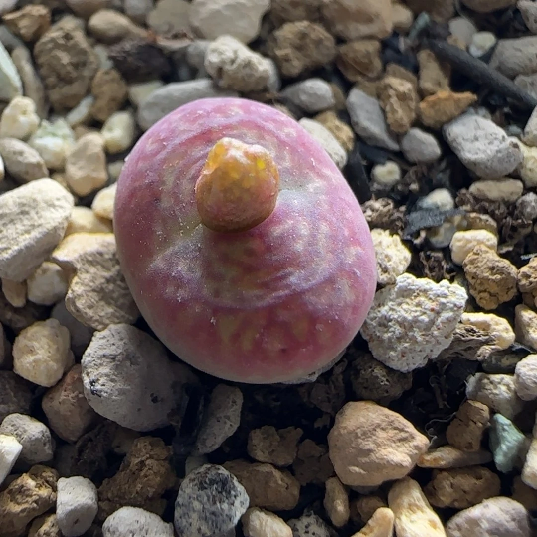 10-8-6-6当天满38包邮全窗杂交1.1cm脱土