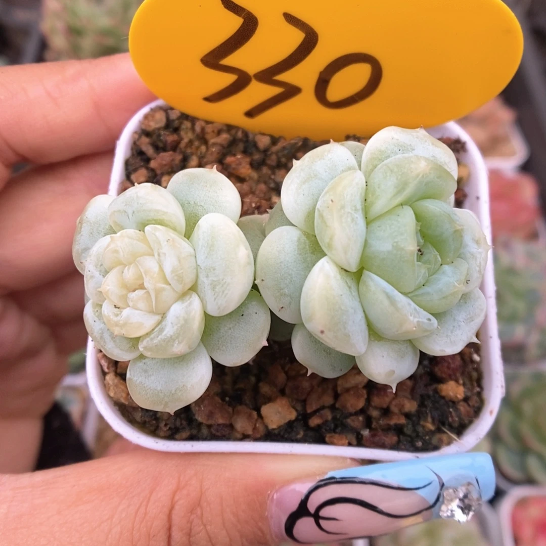 白晶体珍妮330号。