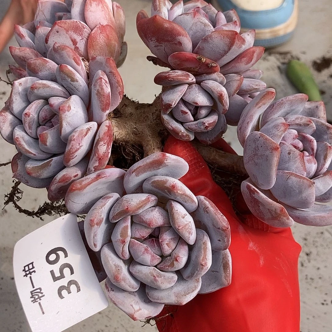 359 石榴籽一物一拍拍