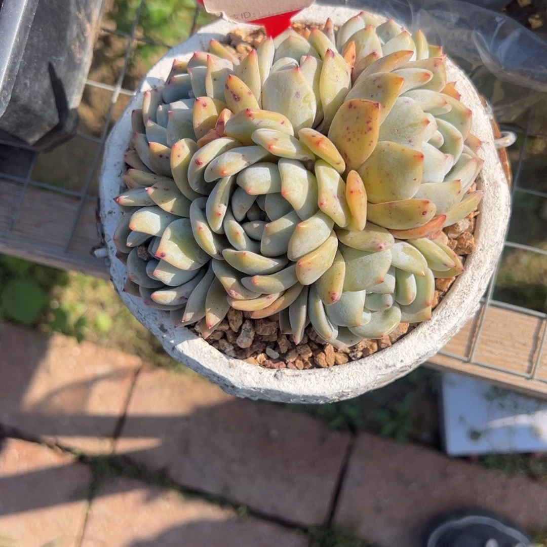 菲***士b180多肉植物寄养