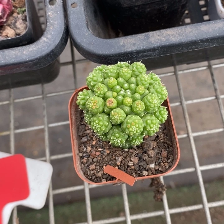 伯克利和格兰两位著名音乐人