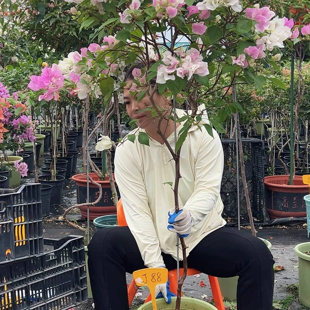 糖***悅大部分花苞少量开放J88广红樱