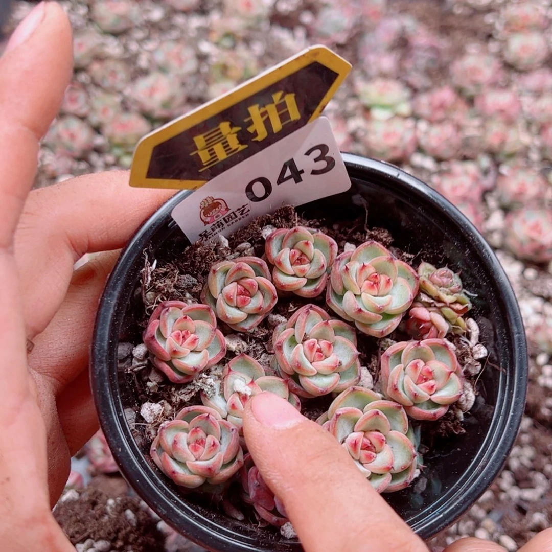 多肉植物多肉植物