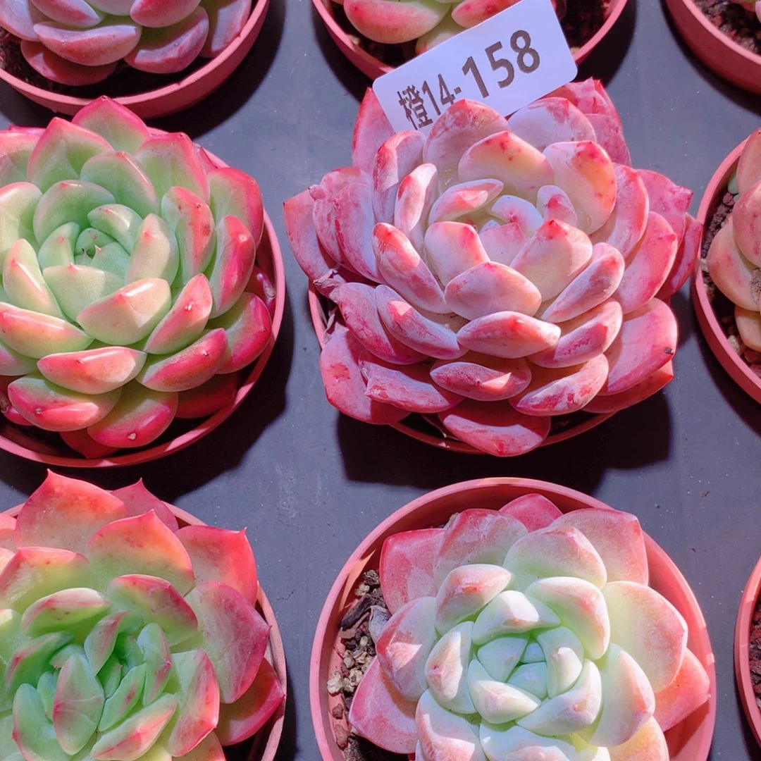 14-158一物一拍多肉带盆9颗
