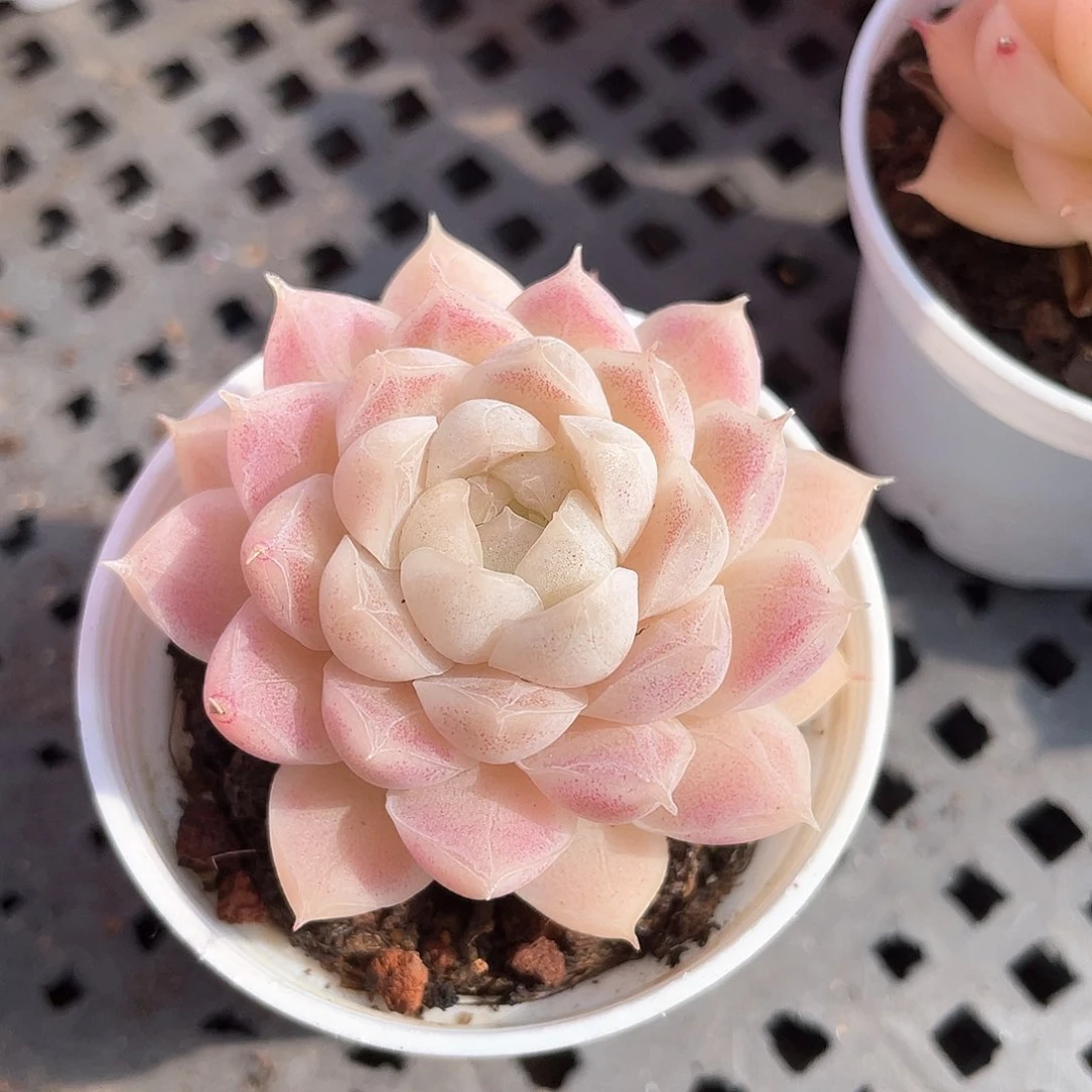 优选女王福利9254