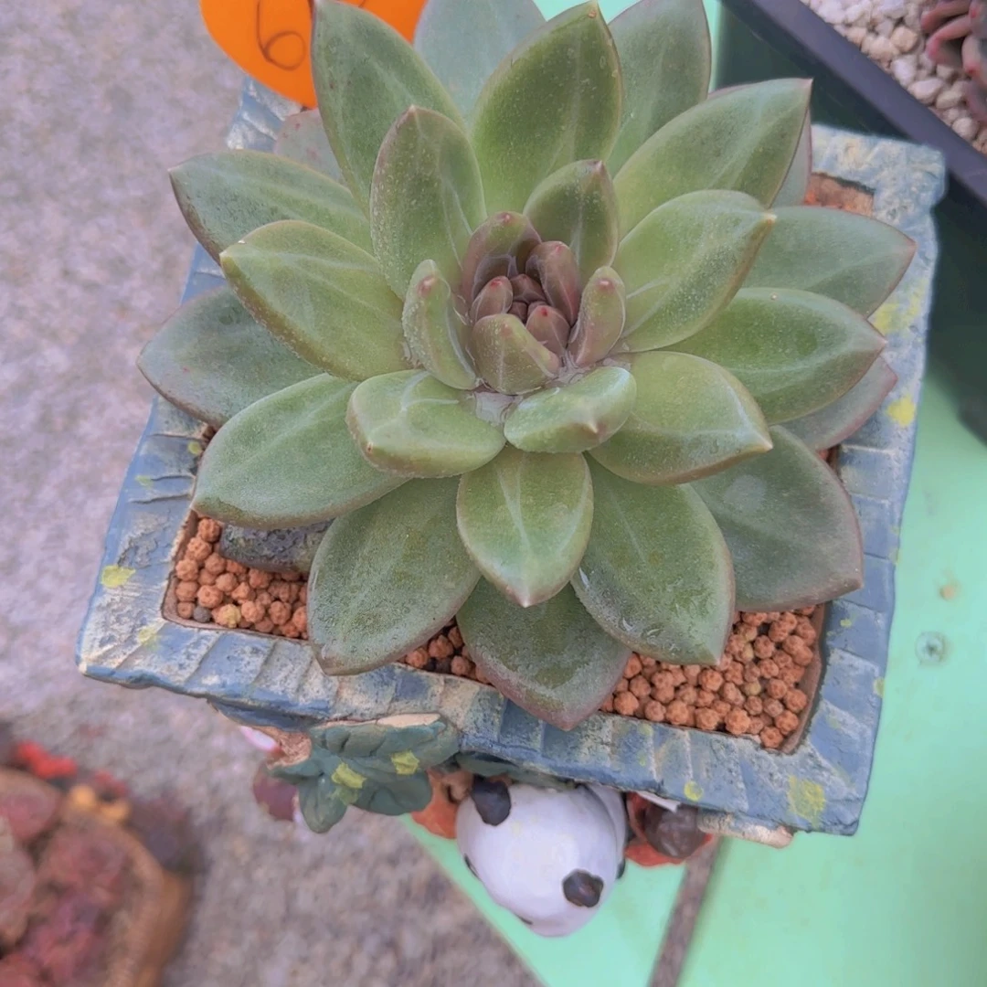 刘***选619多肉植物一物一拍