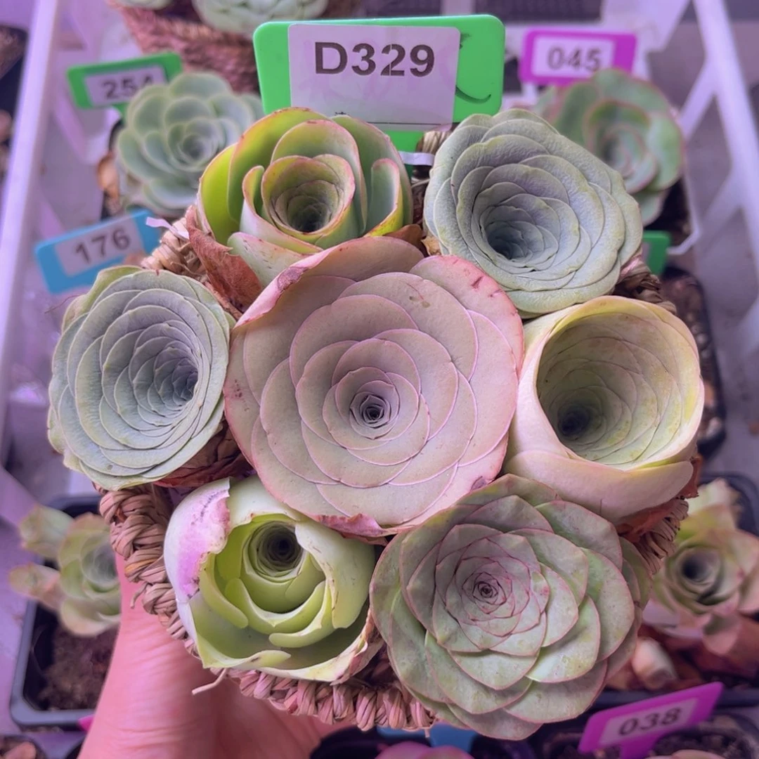 混合玫瑰花篮D329 7颗裸根发