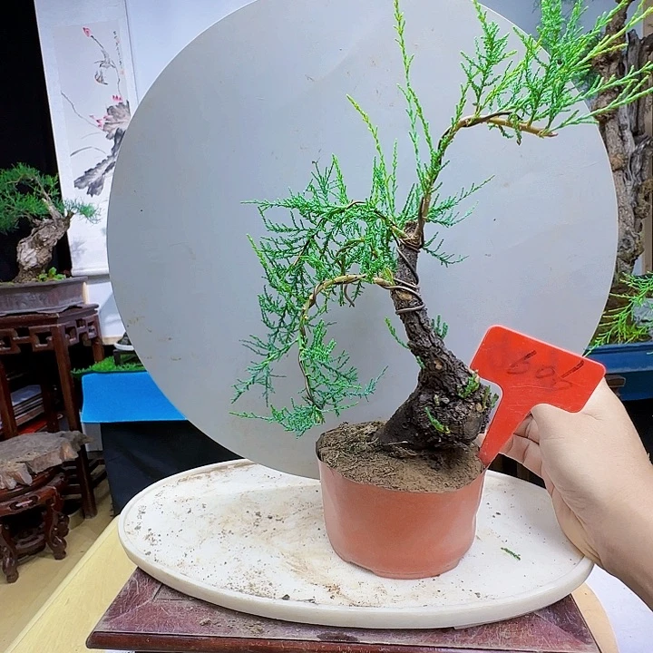 追***美无花朵三春柳柽柳都包邮