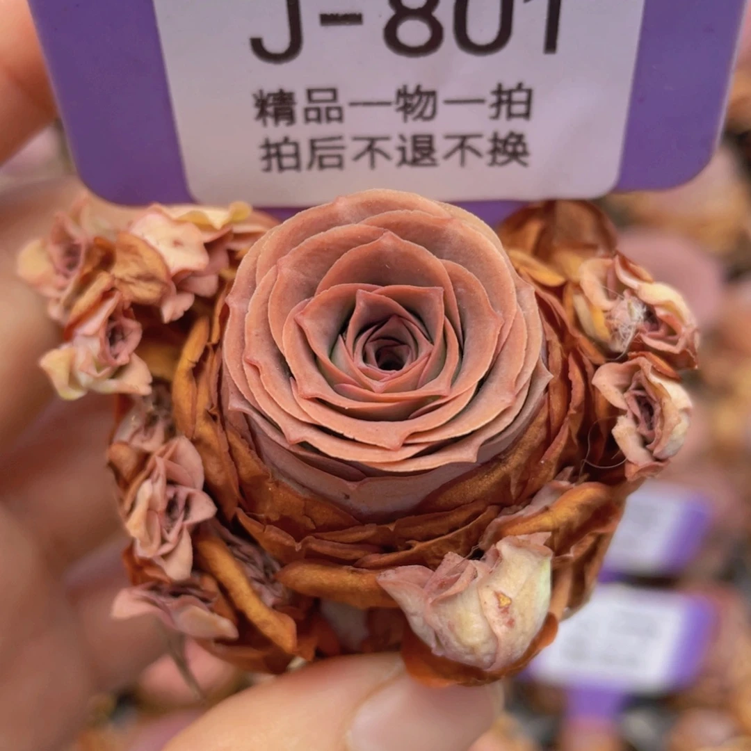 山地玫瑰J801满38包邮裸根发货