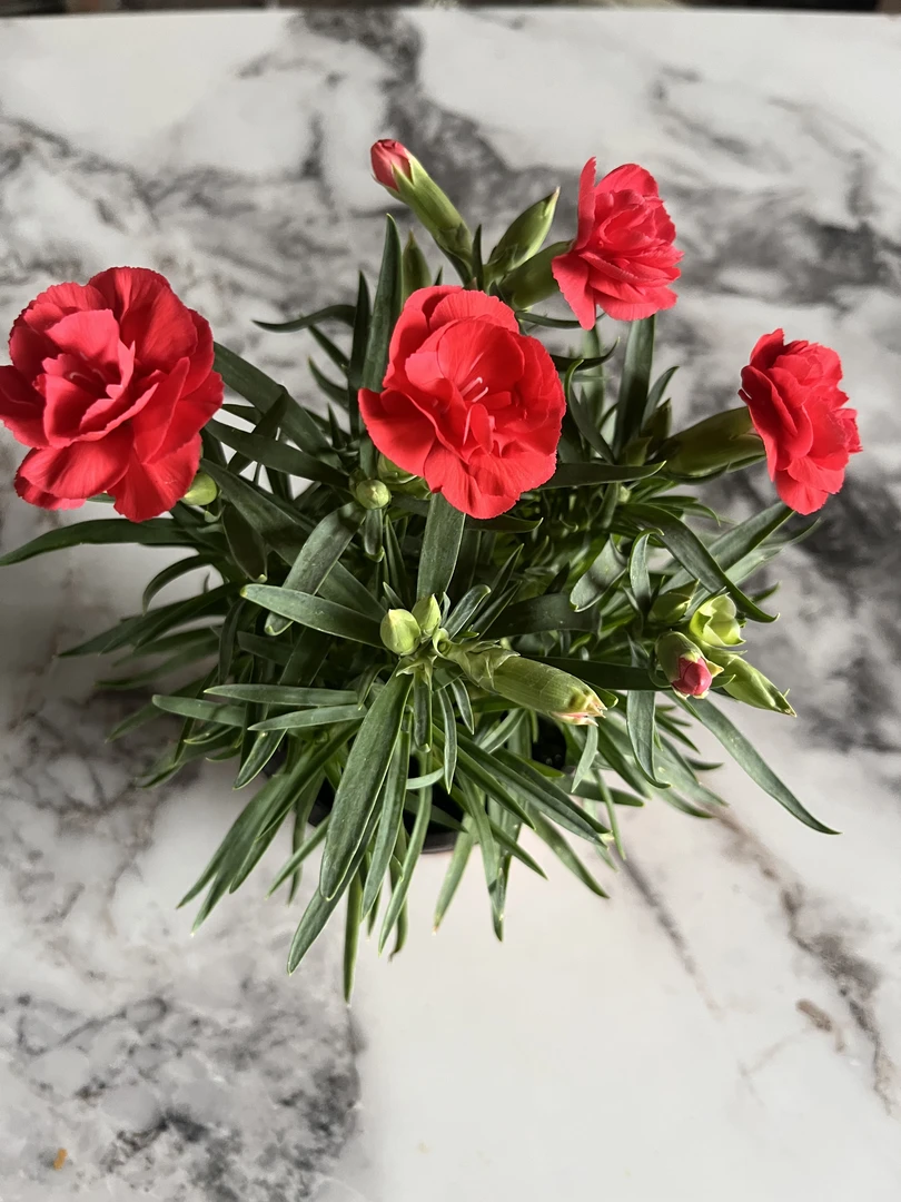 大红色康乃馨大方漂亮
